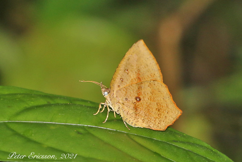 Tetragonus catamitus (Common Butterfly Moth)