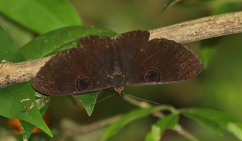 Erebus caprimulgus