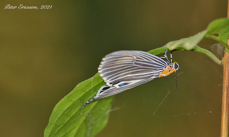 Neochera dominia