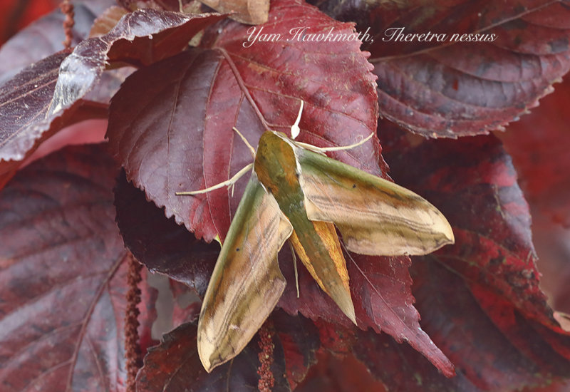 Yam Hawkmoth (Theretra nessus)