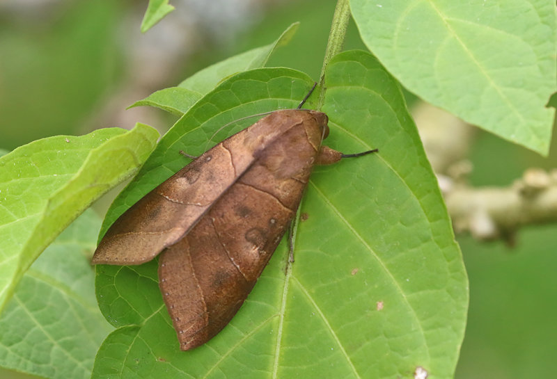 Yellow Underwing (Thyas coronata)