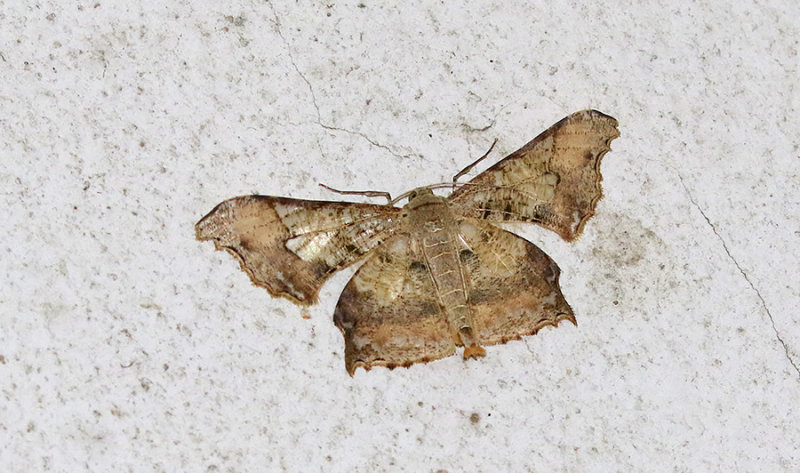 Krananda semihyalina