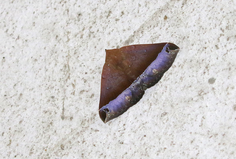 Delgamma pangonia
