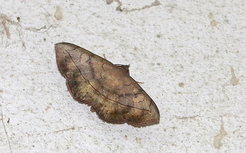Anticarsia irrorata
