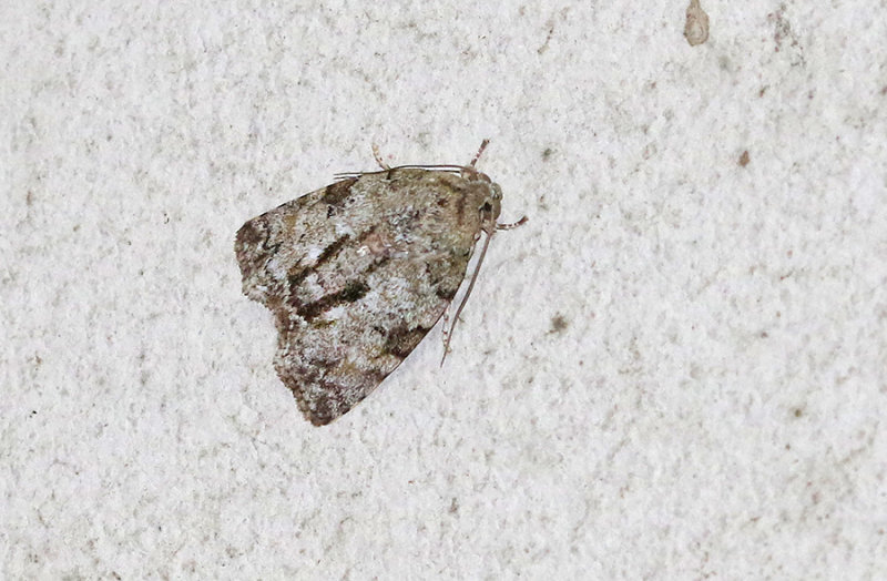 Genus Blenina