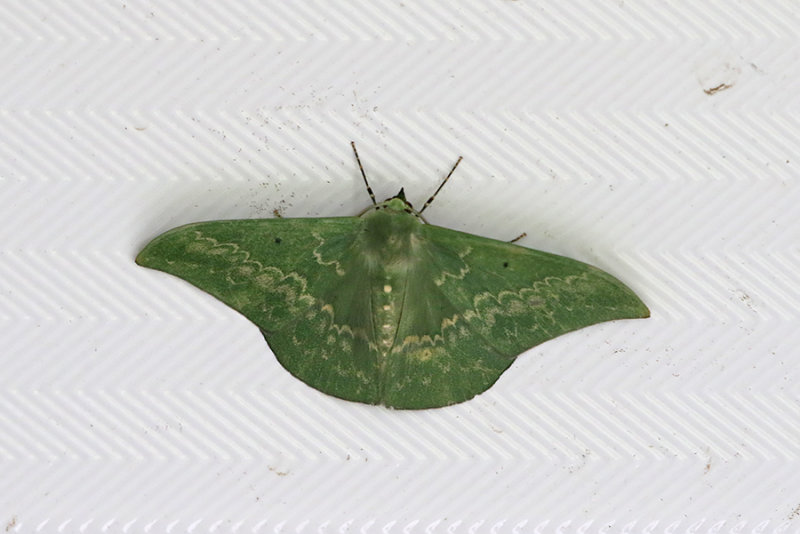 Tanaorhinus reciprocatus