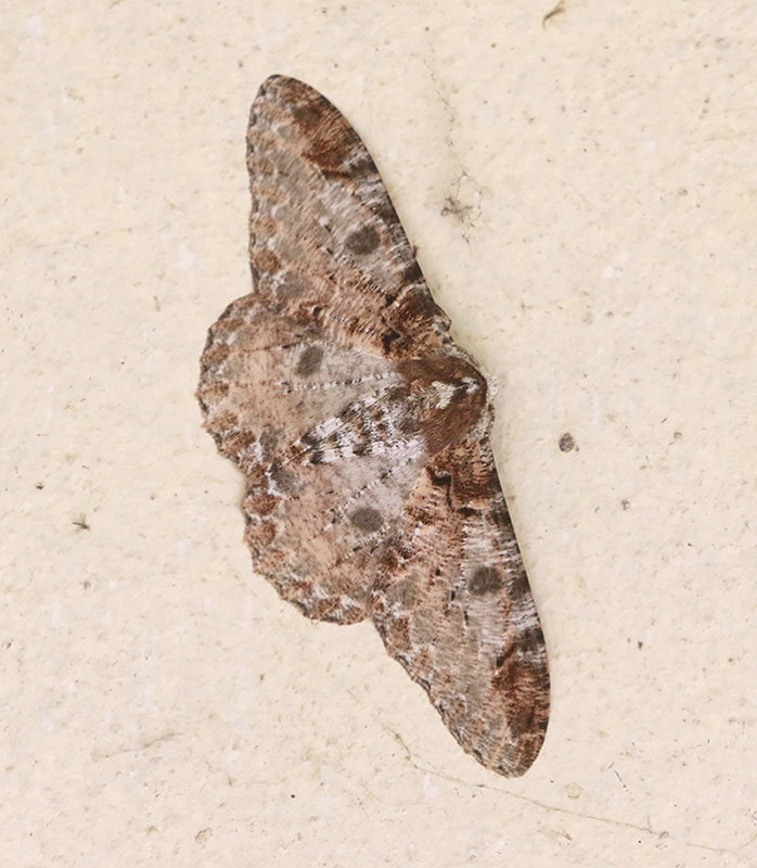 Amraica solivagaria