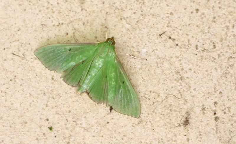 Parotis marginata