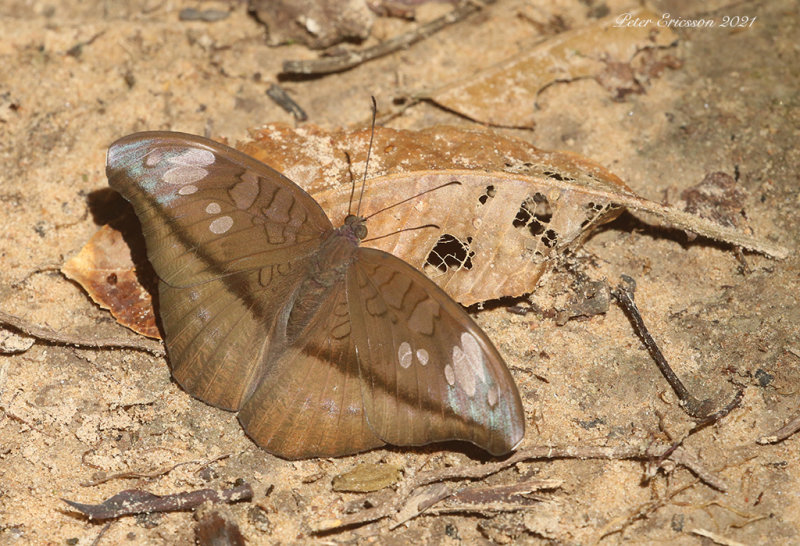 Lavender Count (Tanaecia cocytus)