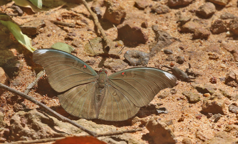 Redspot Duke (Dophla evelina)