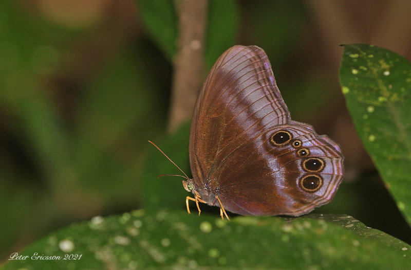 Scarce Catseye (Coelites nothis)