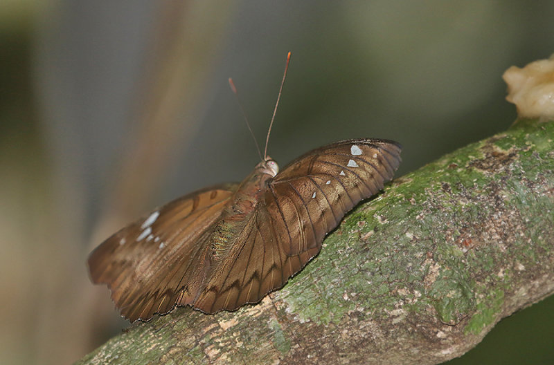 Banded Marquis (Bassarona teuta)