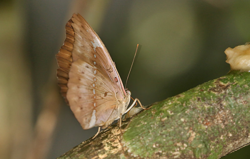 Banded Marquis (Bassarona teuta)