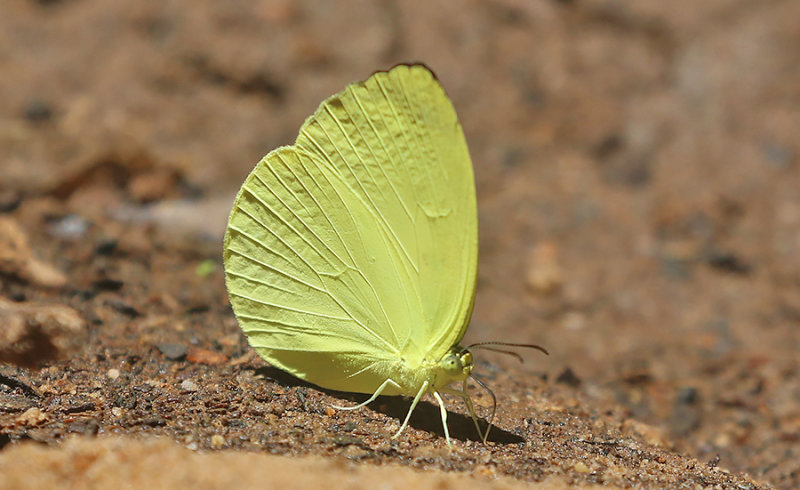 Tree Yellow (Gandaca harina)