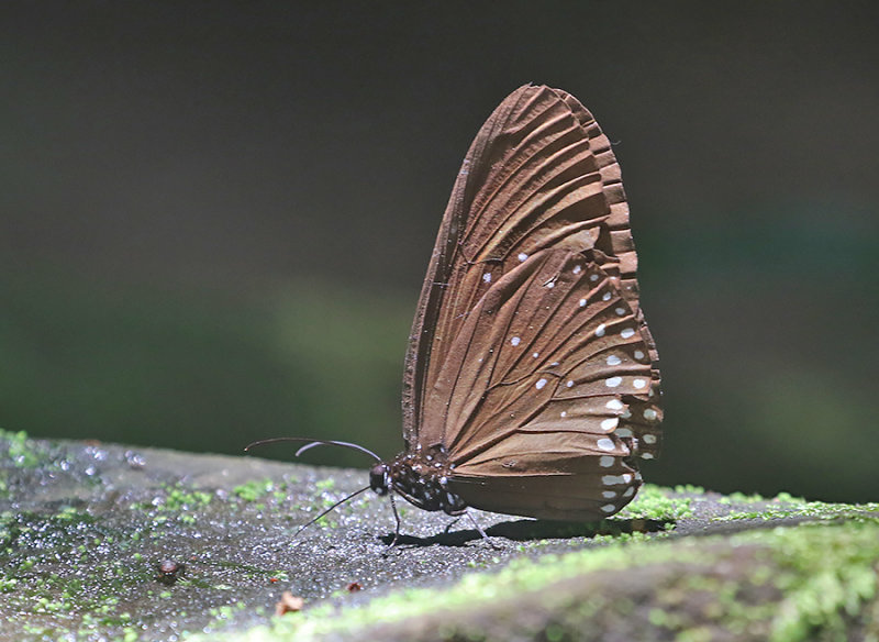 Double-branded Crow Butterfly (Euploea sylvester)