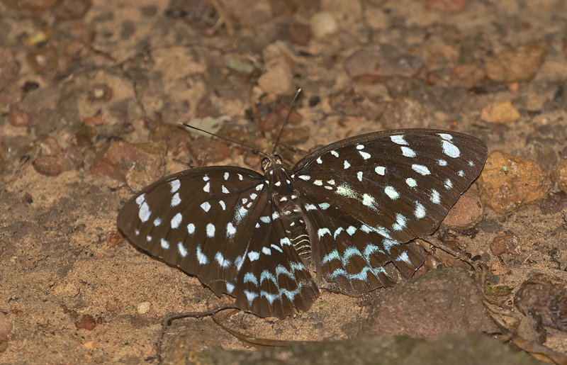 Blue-spotted Archduke (Lexias albopunctata)