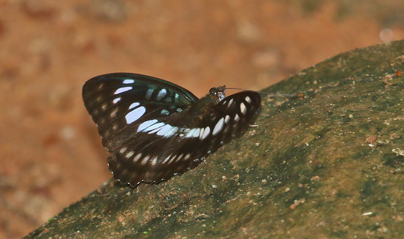 Blackvein Sergeant (Athyma ranga)