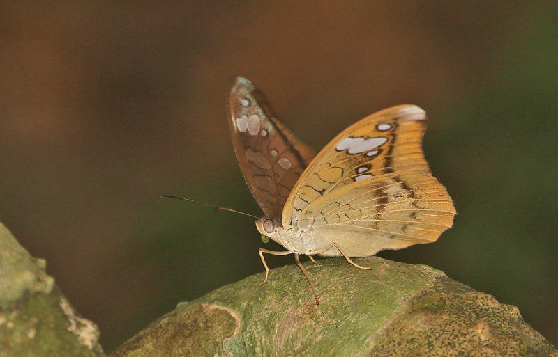 Lavender Count (Tanaecia cocytus)