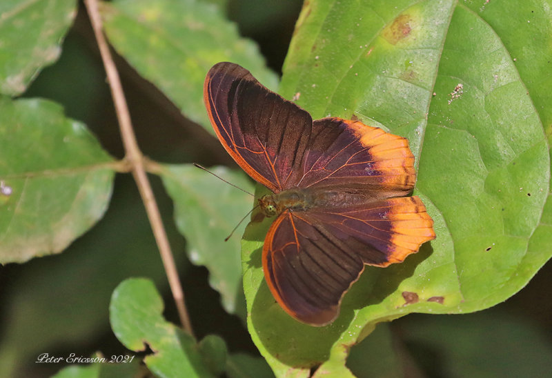 Malayan Assyrian (Terinos clarissa)