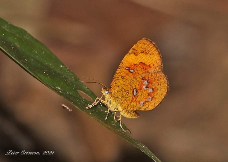 Callidula sakuni minor