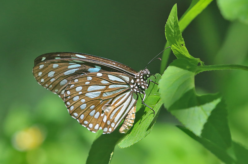 Blue Tiger Butterfly 