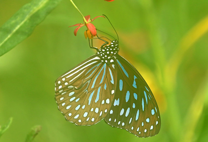 Dark Blue Tiger Butterfly (Tirumala septentrionis)