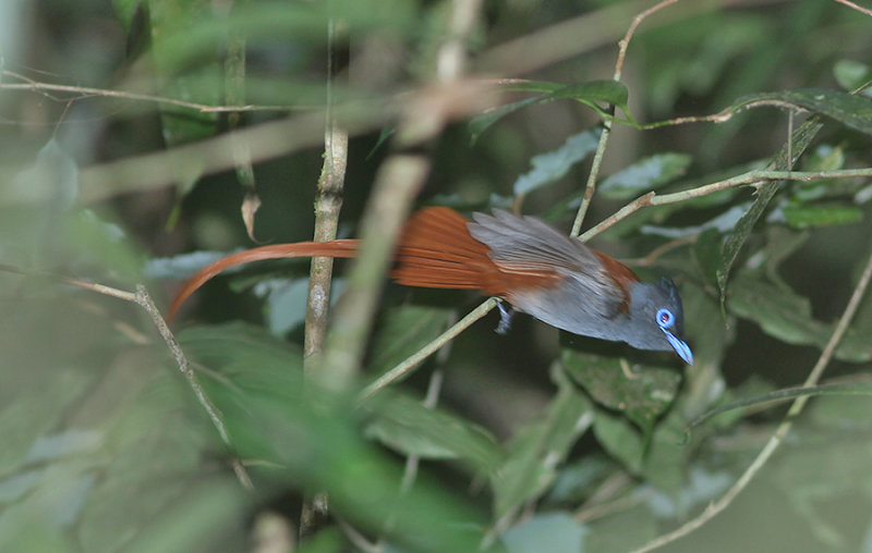 Blyth's Paradise Flycatcher