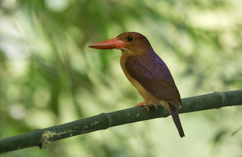Ruddy Kingfisher