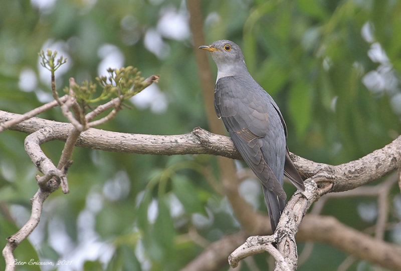 Himalayan Cuckoo