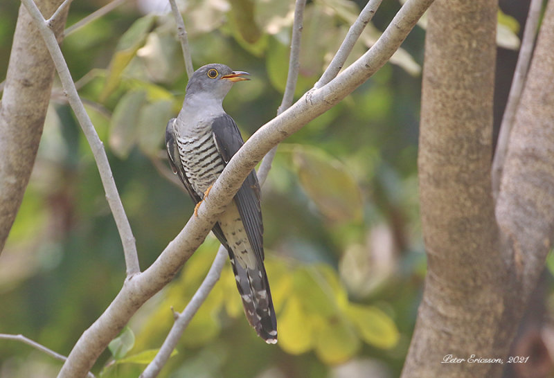 Himalayan Cuckoo