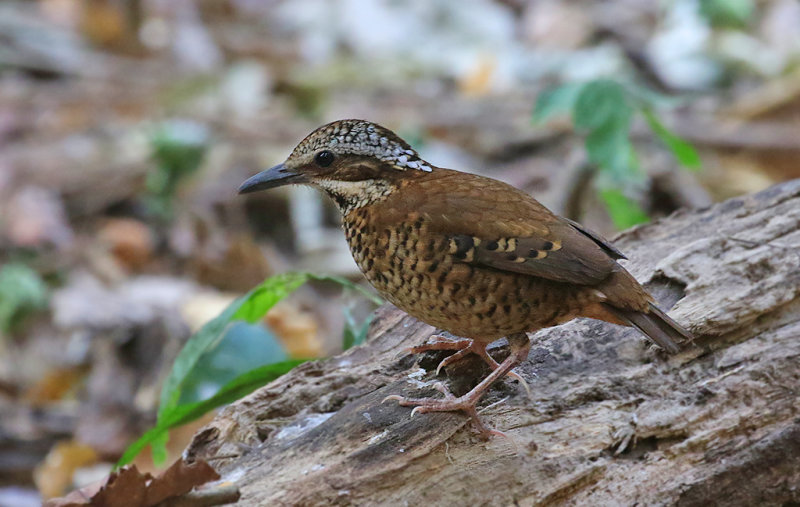 Eared Pitta, female