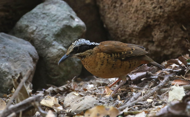 Eared Pitta, male