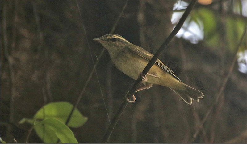 Sakhalin Leaf Warbler