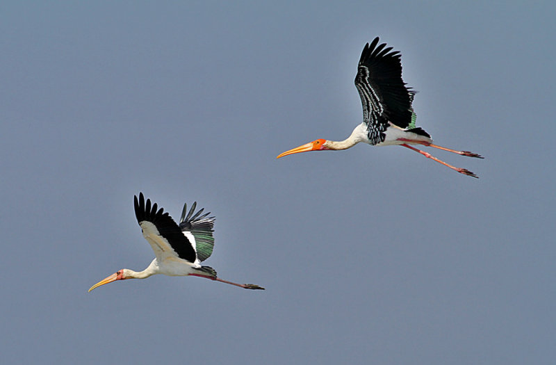 Milky Stork