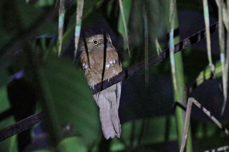 Java Frogmouth