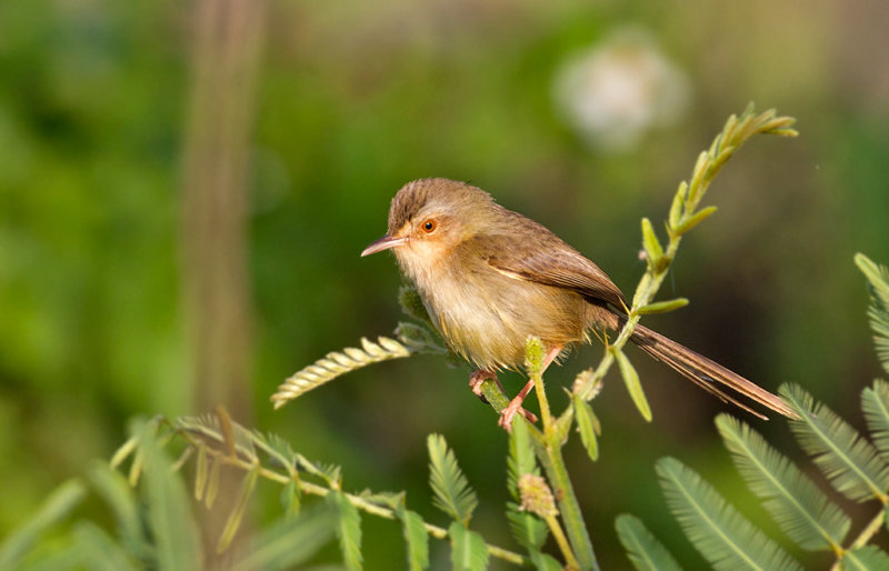 Plain Prinia