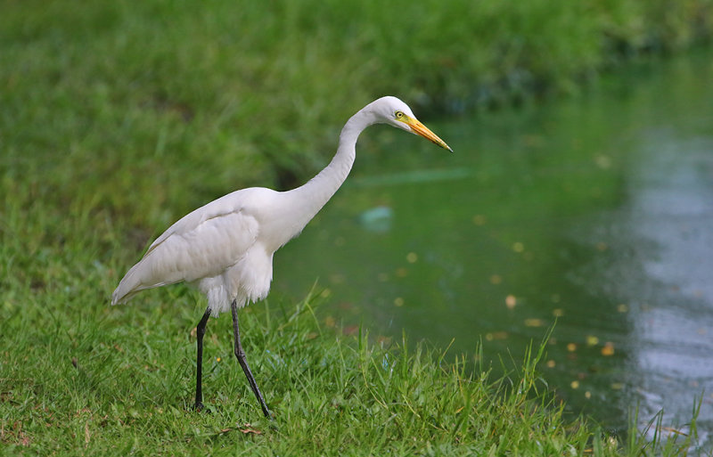Intermediate Egret