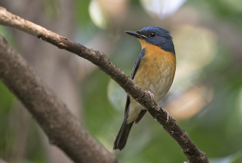 Large Blue Flycatcher