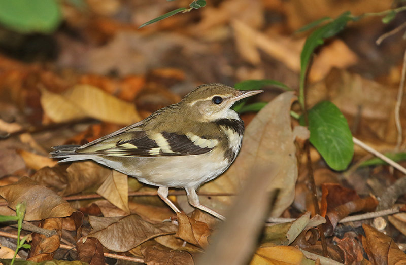 Forest Wagtail