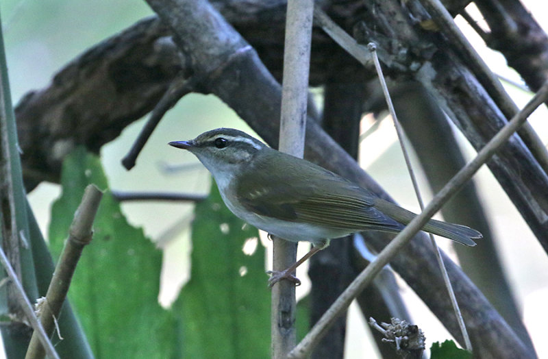 Sakhalin Leaf Warbler