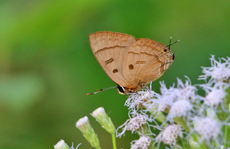 Copper Flash (Rapala pheretima)