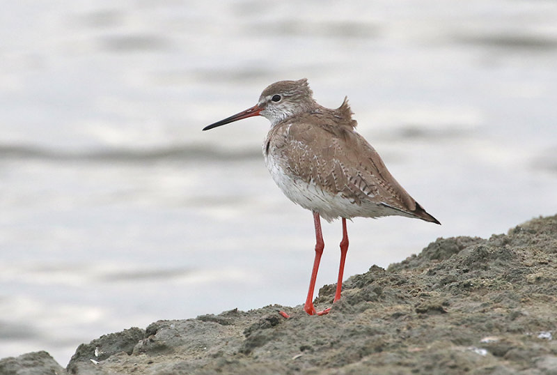 Common Redshank