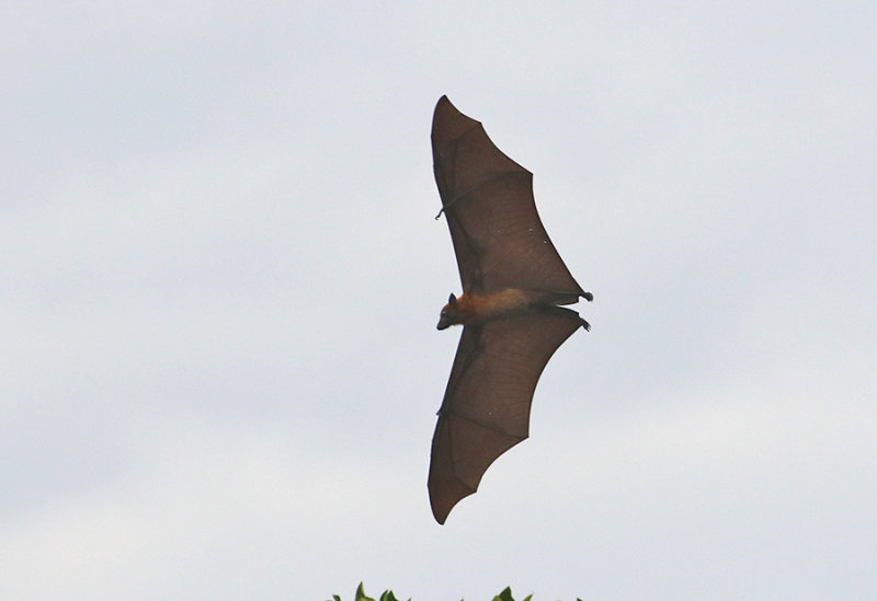 Fruitbats in mangroves