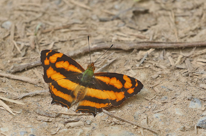 Common Jester