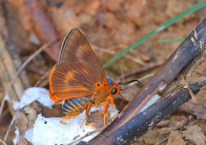 Branded Orange Awlet