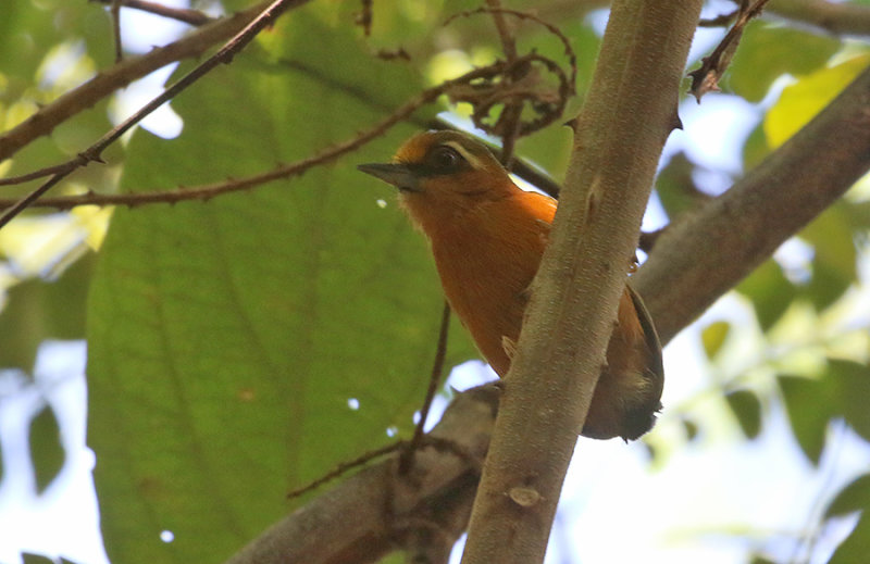 White-browed Piculet