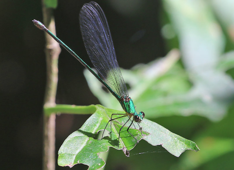 Common Flashwing