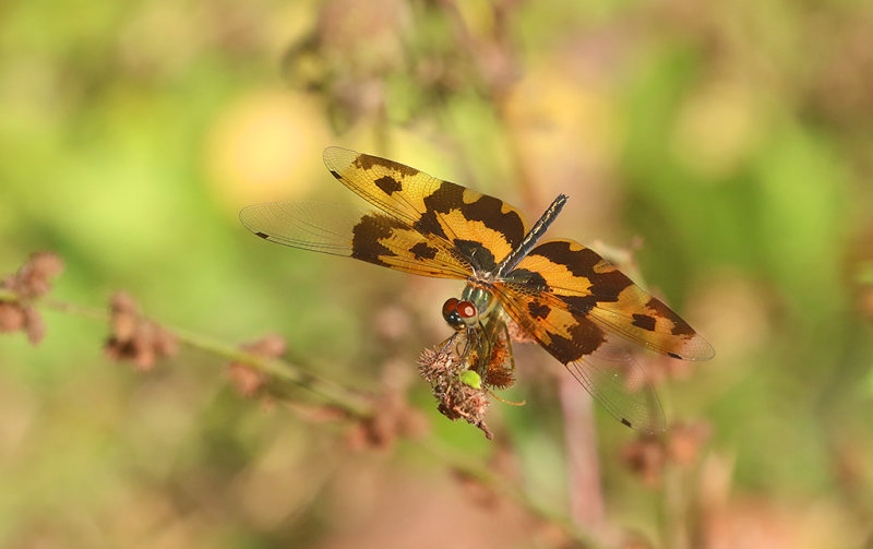 Common Picture Wing (Rhyothemis variegata)