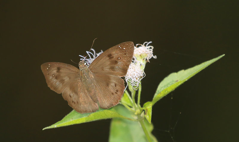Pied Flat (Tagiades japetus)