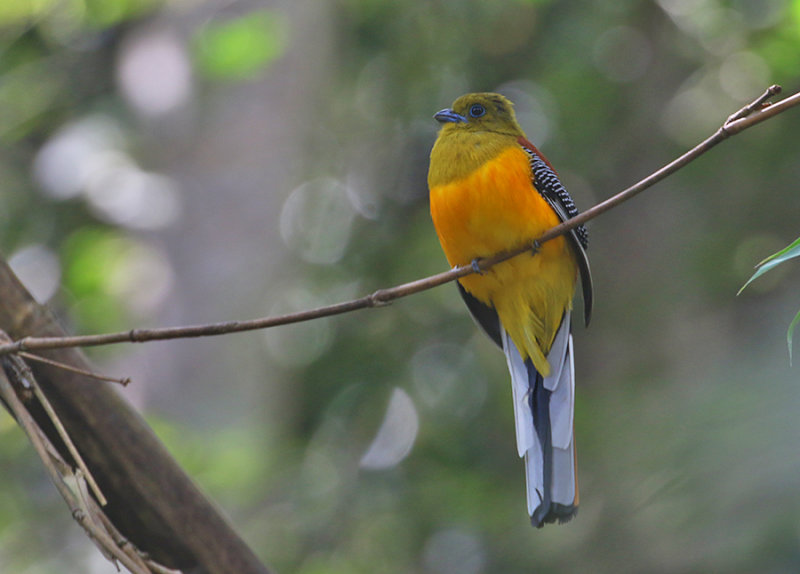 Orange-breasted Trogon